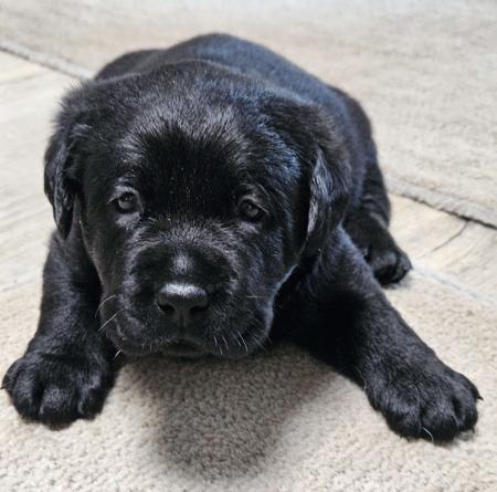 Labrador Retriever puppy for sale by GAMBAMIRRI
