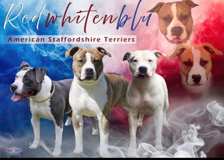 American Staffordshire Terrier for sale by REDWHITENBLU 