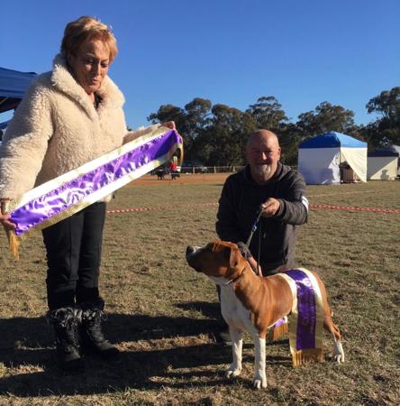 American Staffordshire Terrier for sale by REDWHITENBLU 