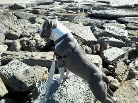 American Staffordshire Terrier for sale by REDWHITENBLU 