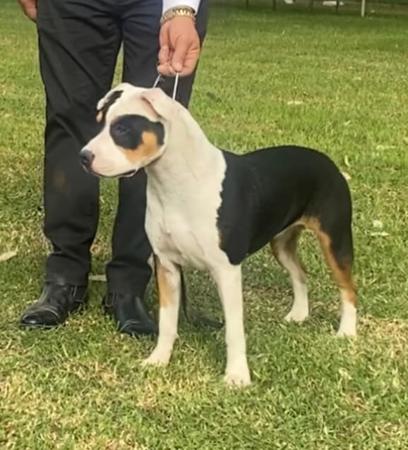 American Staffordshire Terrier for sale by REDWHITENBLU 