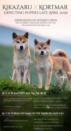 Shiba Inu puppy for sale by VALLHY