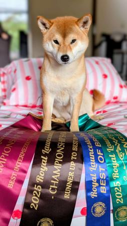 Shiba Inu for sale by KIKAZARU