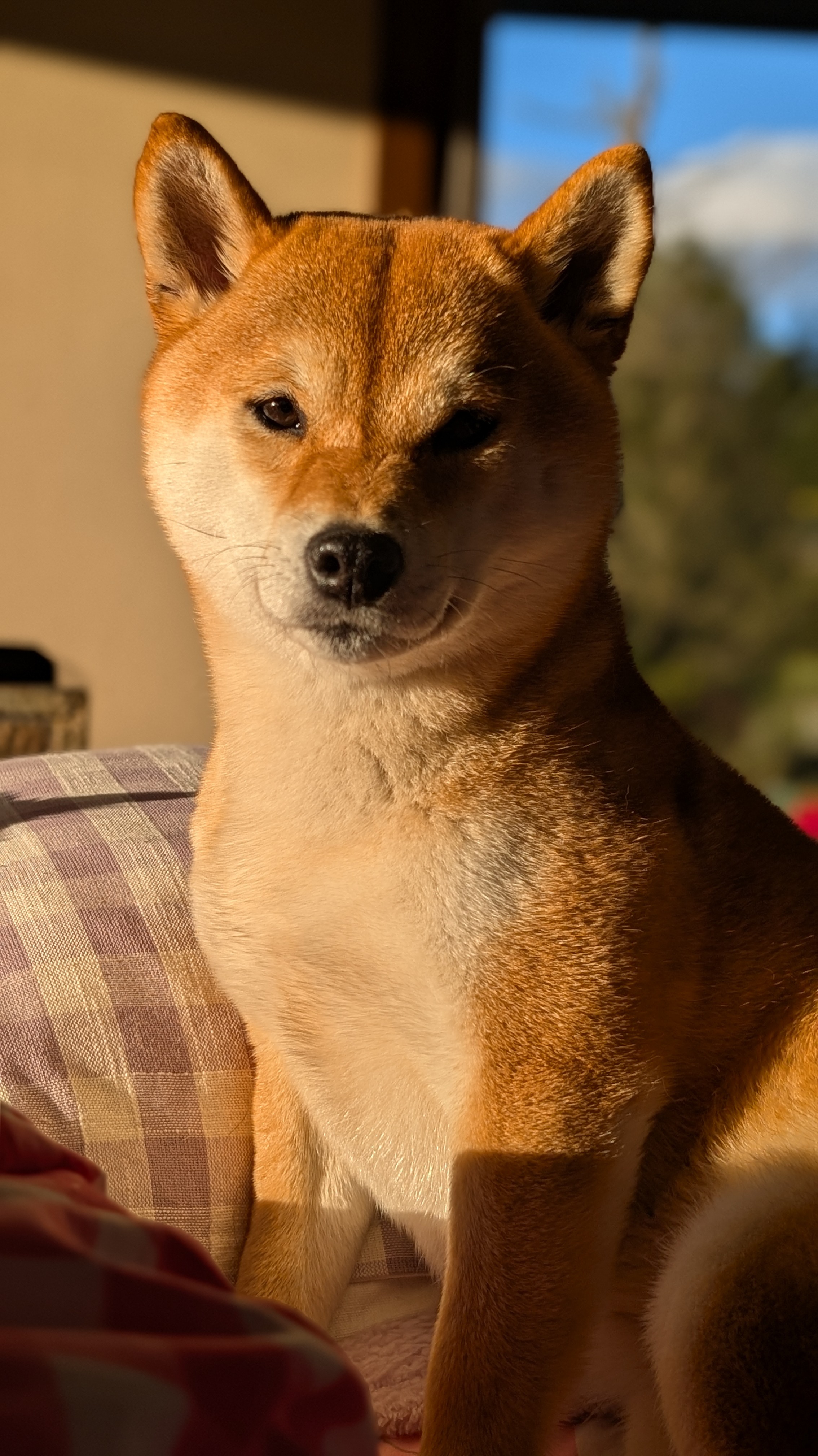 Shiba Inu for sale by KIKAZARU