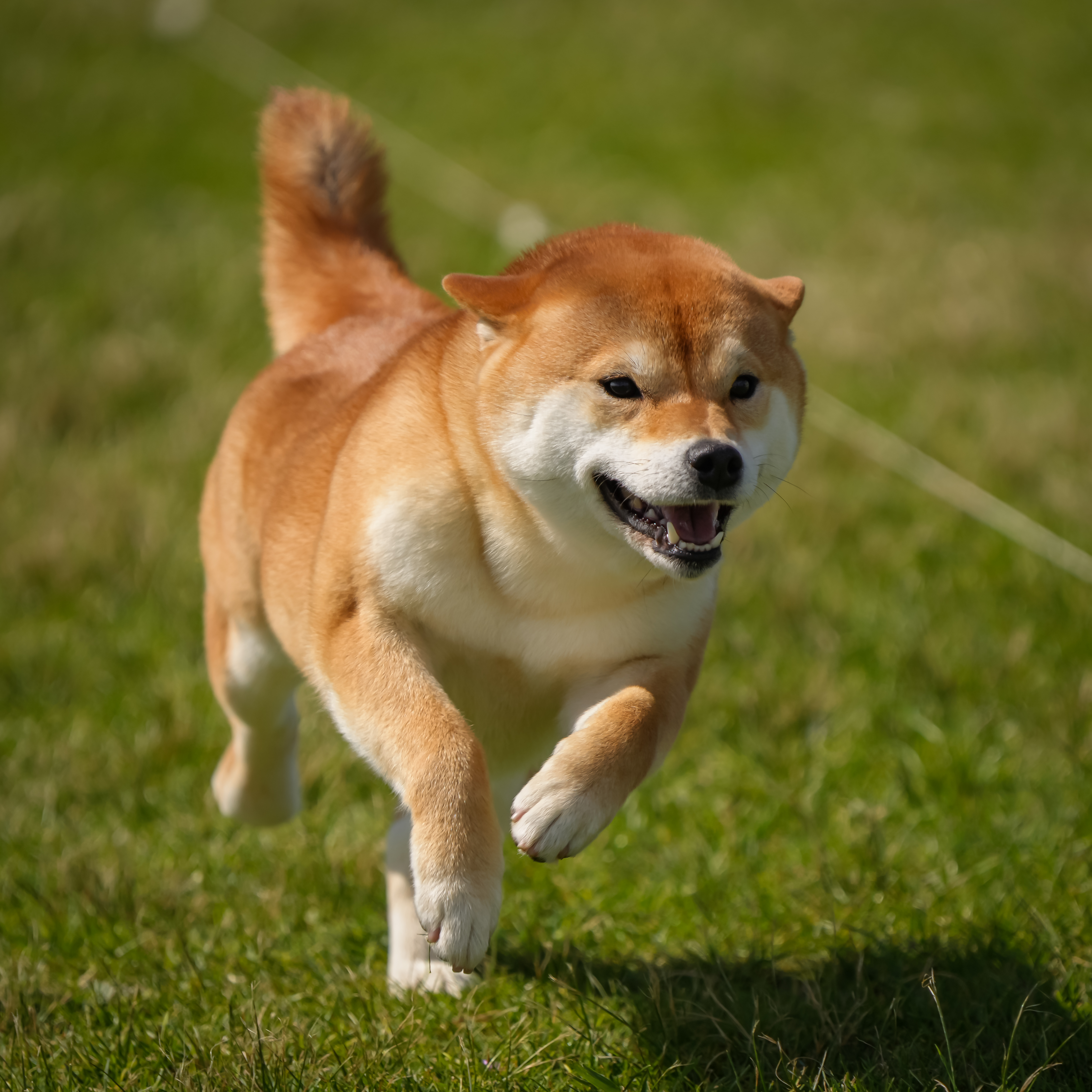 Shiba Inu for sale by KIKAZARU