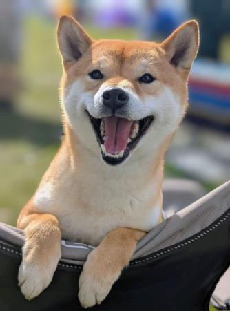 Shiba Inu for sale by KIKAZARU