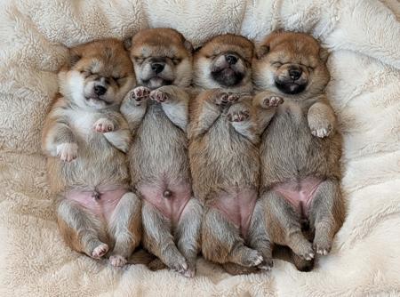 Shiba Inu puppy for sale by KIKAZARU