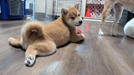 Shiba Inu puppy for sale by VALLHY