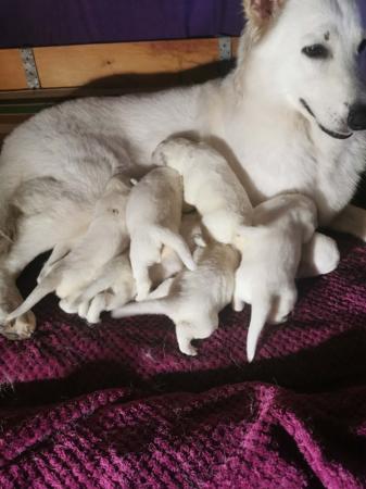 White Swiss Shepherd Dog puppy for sale by SILVER