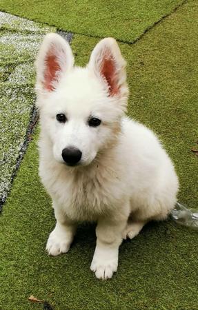White Swiss Shepherd Dog puppy for sale by SILVER