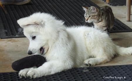 White Swiss Shepherd Dog for sale by SILVERSUISSE