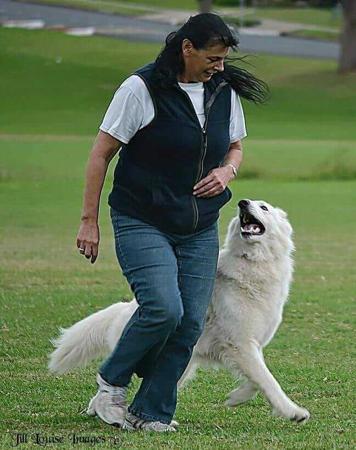White Swiss Shepherd Dog for sale by SILVERSUISSE
