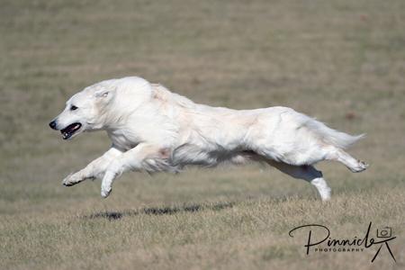 White Swiss Shepherd Dog for sale by SILVERSUISSE