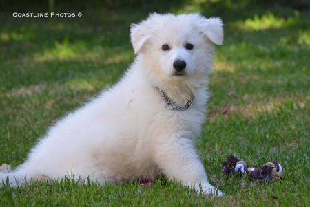 White Swiss Shepherd Dog for sale by SILVERSUISSE