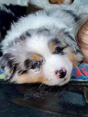 Australian Shepherd for sale by EUABALONG
