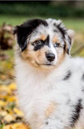 Australian Shepherd for sale by EUABALONG