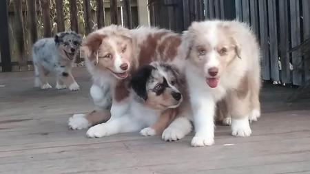 Australian Shepherd for sale by EUABALONG