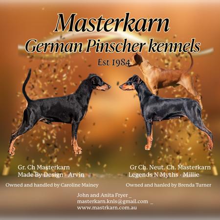 German Pinscher for sale by MASTERKARN