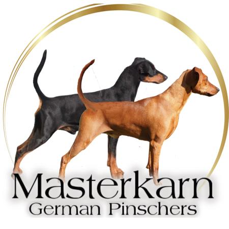 German Pinscher for sale by MASTERKARN
