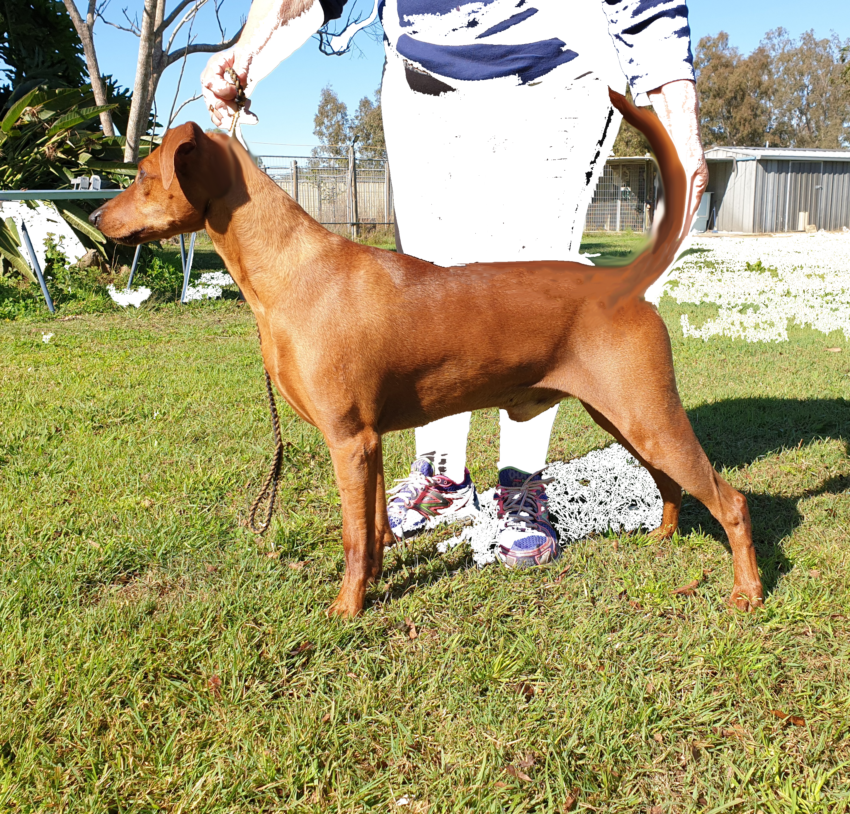 German Pinscher for sale by MASTERKARN