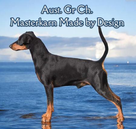 German Pinscher for sale by MASTERKARN