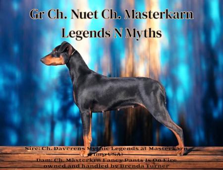 German Pinscher for sale by MASTERKARN
