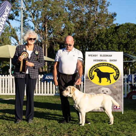 Labrador Retriever for sale by MASTERKARN