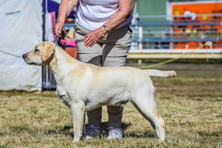 Labrador Retriever for sale by MASTERKARN