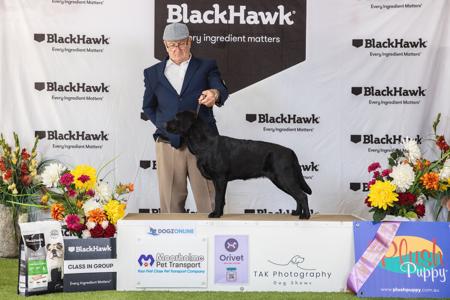 Labrador Retriever for sale by MASTERKARN