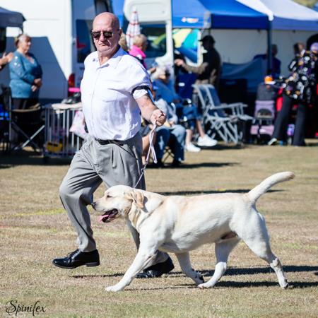Labrador Retriever for sale by MASTERKARN