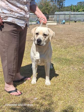 Labrador Retriever for sale by MASTERKARN