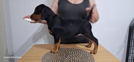 German Pinscher puppy for sale by MASTERKARNGP