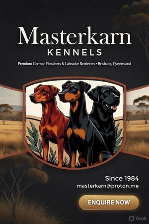 German Pinscher for sale by MASTERKARN