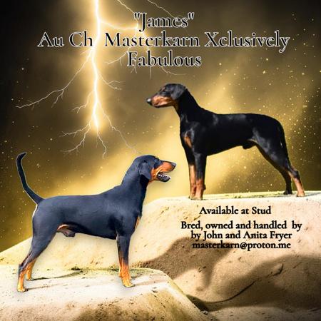 Aust Ch Masterkarn Xclusively Fabulous German Pinscher
