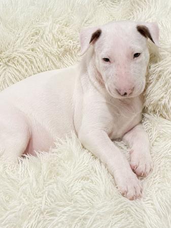Bull Terrier puppy for sale by BOCEPHUS