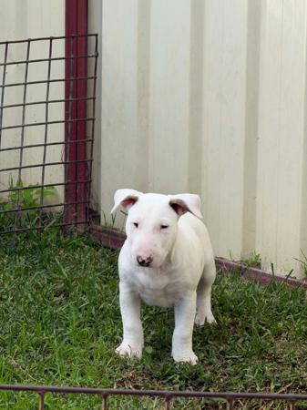 Bull Terrier puppy for sale by BOCEPHUS