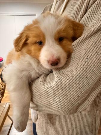 Border Collie for sale by HEAVENPAWS