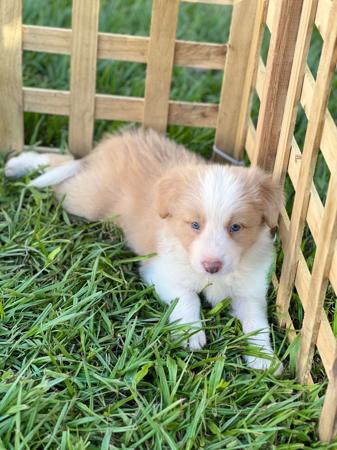 Border Collie for sale by HEAVENPAWS