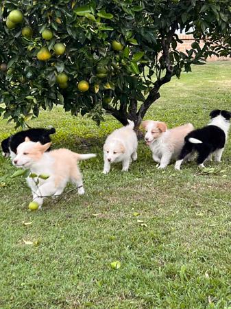 Border Collie for sale by HEAVENPAWS