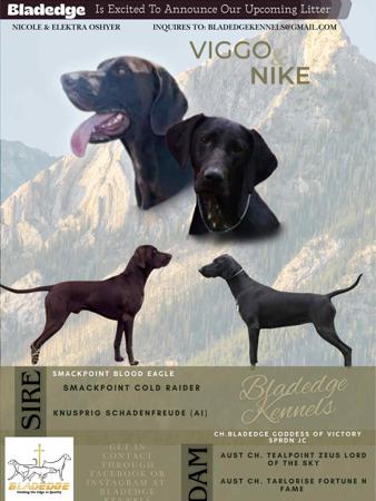 German Shorthaired Pointer for sale by ELEKTRA