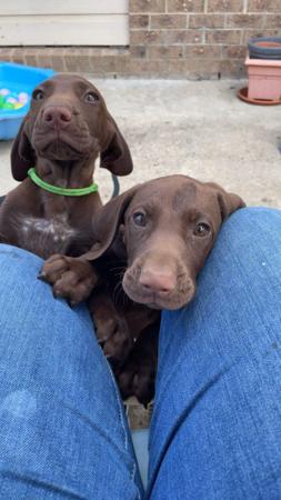 German Shorthaired Pointer for sale by BLADEDGE