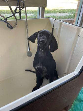 German Shorthaired Pointer for sale by BLADEDGE
