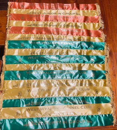 German Shorthaired Pointer for sale by BLADEDGE