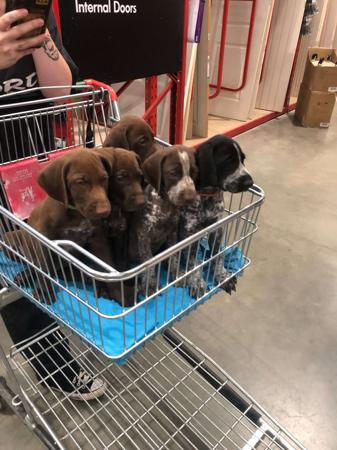 German Shorthaired Pointer for sale by BLADEDGE
