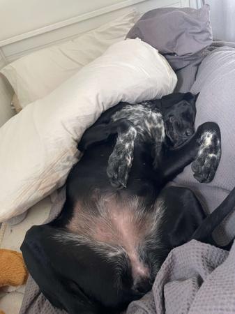 German Shorthaired Pointer for sale by BLADEDGE