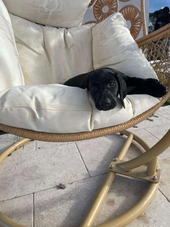 German Shorthaired Pointer for sale by BLADEDGE