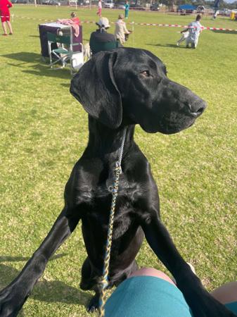German Shorthaired Pointer for sale by BLADEDGE