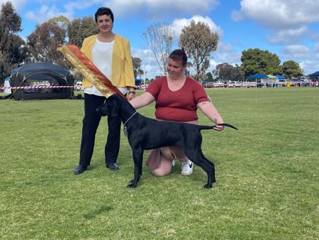 German Shorthaired Pointer for sale by BLADEDGE