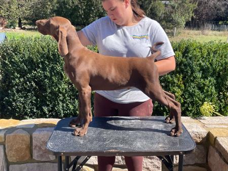 German Shorthaired Pointer for sale by BLADEDGE