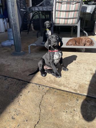 German Shorthaired Pointer for sale by BLADEDGE